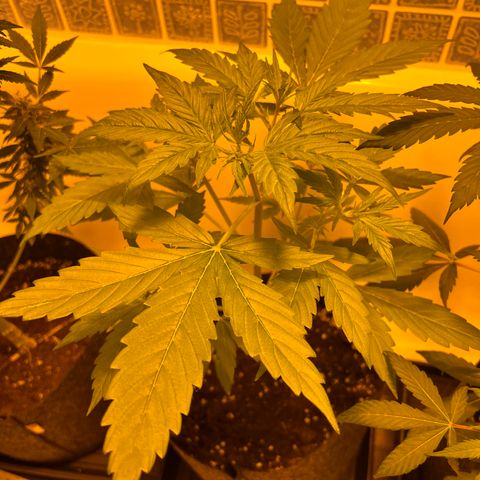 Triton Biscotto Lime 🍁 growlog timeline photo