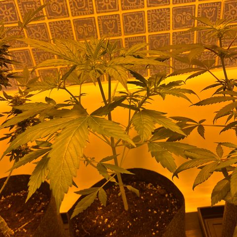 Triton Biscotto Lime 🍁 growlog timeline photo