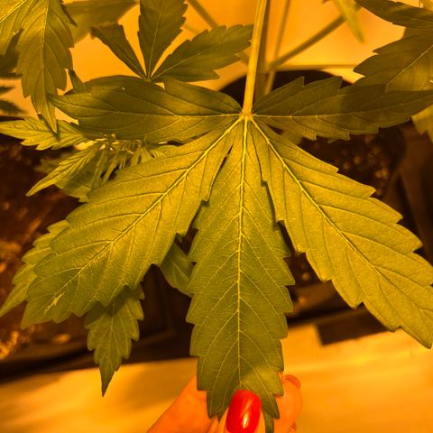 Triton Biscotto Lime 🍁 growlog timeline photo