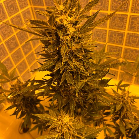 Gorila growlog timeline photo