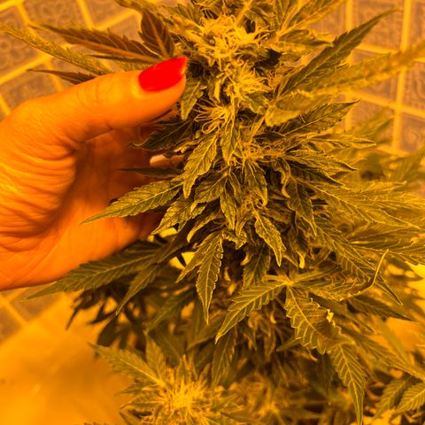 Gorila growlog timeline photo