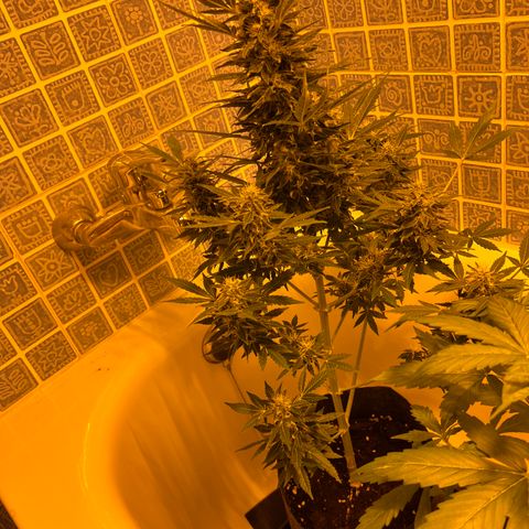 Gorila growlog timeline photo