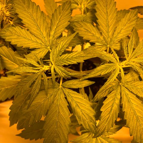 Triton Biscotto Lime 🍁 growlog timeline photo