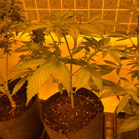 Triton Biscotto Lime 🍁 growlog timeline photo