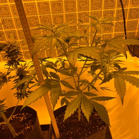 Triton Biscotto Lime 🍁 growlog timeline photo