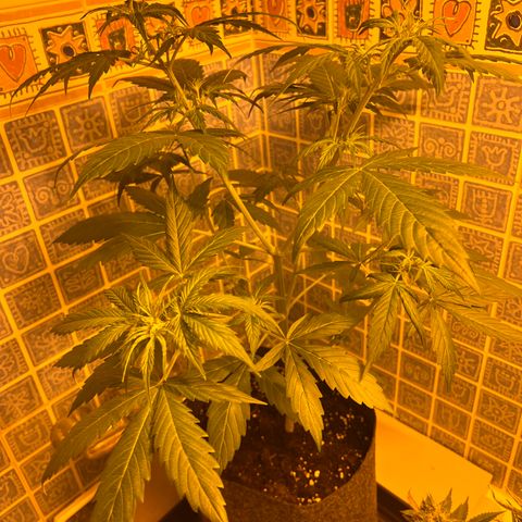 Triton Biscotto Lime 🍁 growlog timeline photo