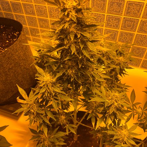 Gorila growlog timeline photo