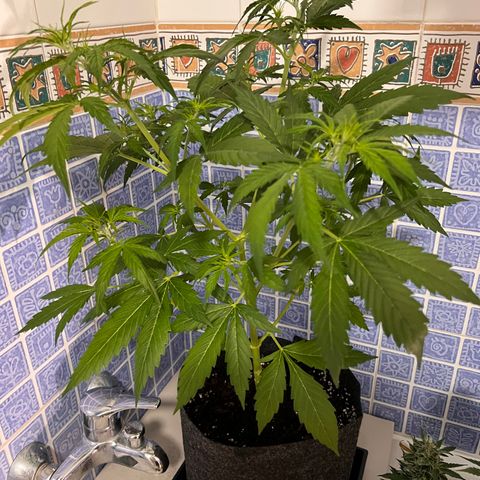 Triton Biscotto Lime 🍁 growlog timeline photo