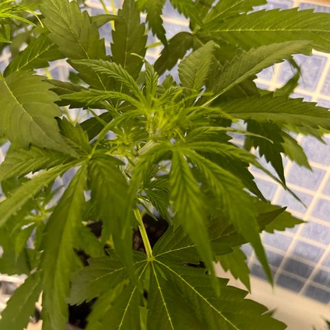 Triton Biscotto Lime 🍁 growlog timeline photo