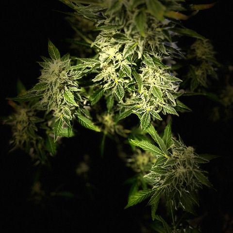 Gorila growlog timeline photo