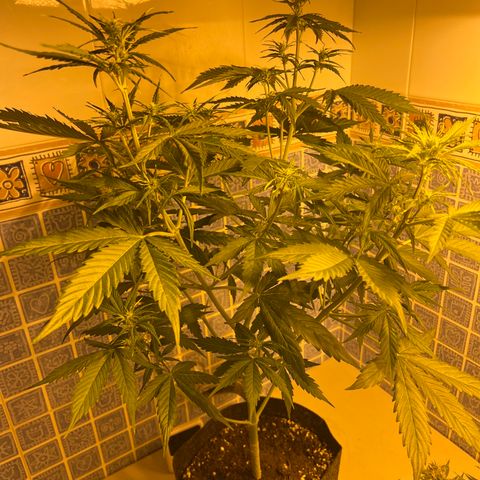 Triton Biscotto Lime 🍁 growlog timeline photo