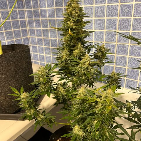 Gorila growlog timeline photo