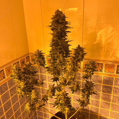 Gorila growlog timeline photo