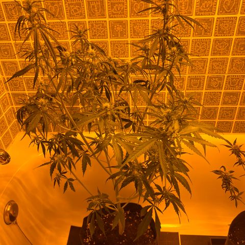 Triton Biscotto Lime 🍁 growlog timeline photo