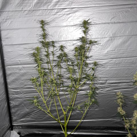 Triton Biscotto Lime 🍁 growlog timeline photo