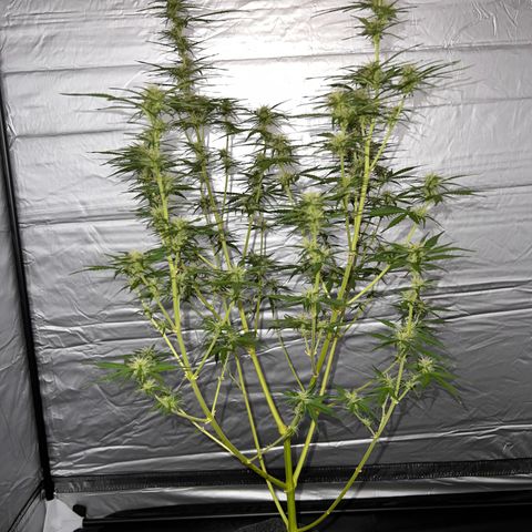 Triton Biscotto Lime 🍁 growlog timeline photo