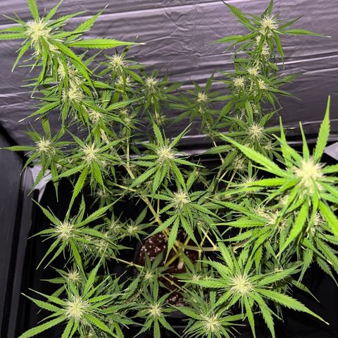 Triton Biscotto Lime 🍁 growlog timeline photo