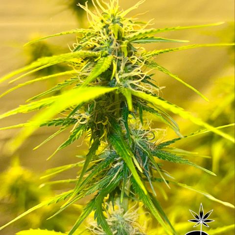 Triton Biscotto Lime 🍁 growlog timeline photo