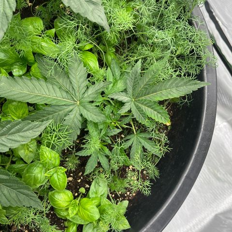 Black Runtz growlog timeline photo