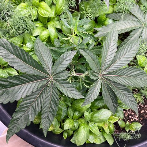 Mandarine Cookies growlog timeline photo