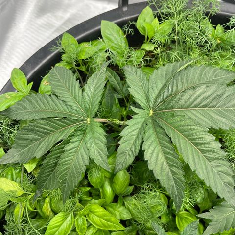 Runtz Muffin growlog timeline photo