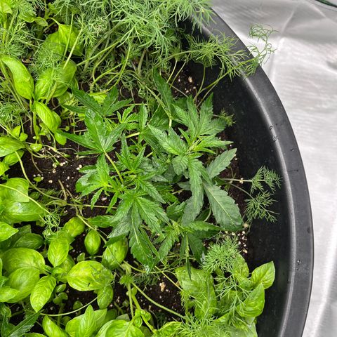Runtz Muffin growlog timeline photo