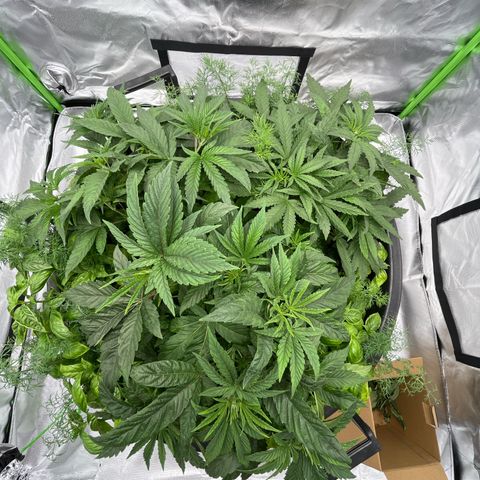 Runtz Muffin growlog timeline photo