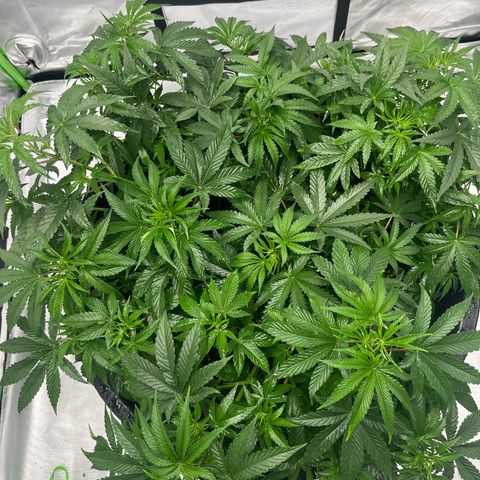 Runtz Muffin growlog timeline photo