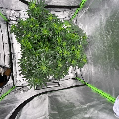Runtz Muffin growlog photo: Day 6 of flower