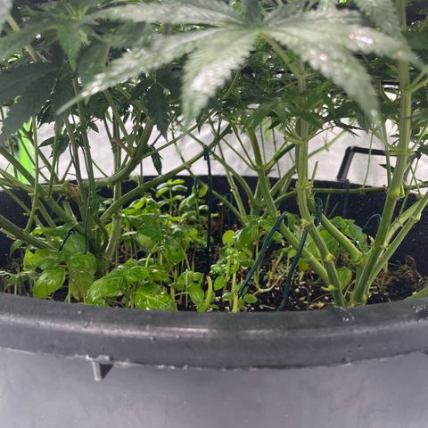 Runtz Muffin growlog photo: Day 6 of flower