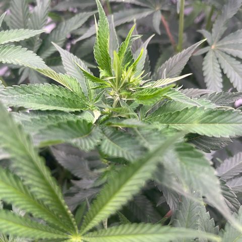 Runtz Muffin growlog timeline photo