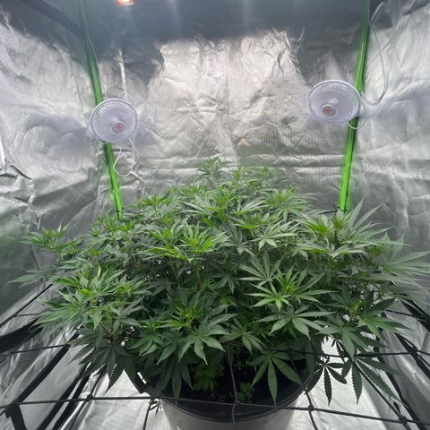 Runtz Muffin growlog timeline photo