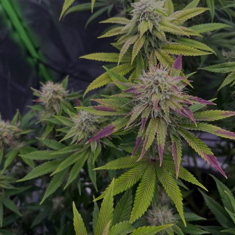 Black Runtz growlog timeline photo