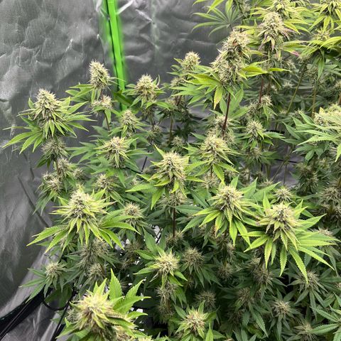 Black Runtz growlog timeline photo