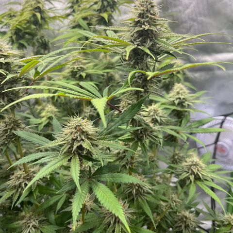 Runtz Muffin growlog timeline photo