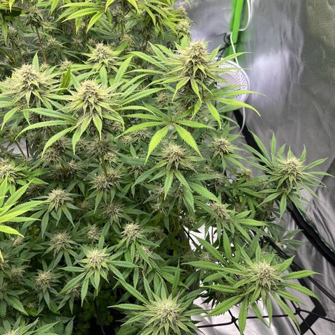 Runtz Muffin growlog timeline photo