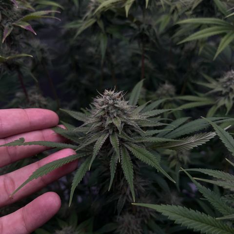 Runtz Muffin growlog timeline photo