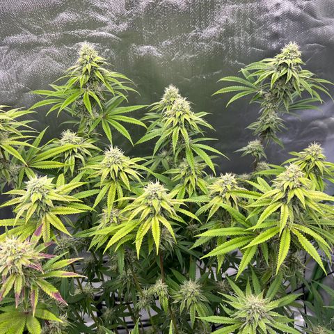 Mandarine Cookies growlog timeline photo