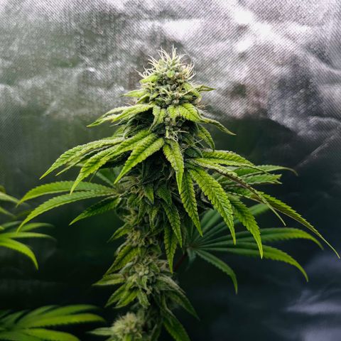 Mandarine Cookies growlog timeline photo