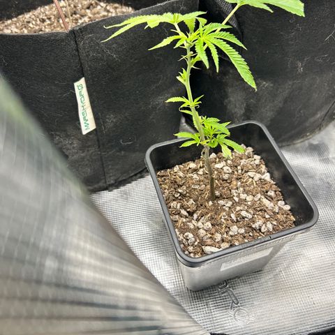 Black Mac!! growlog timeline photo