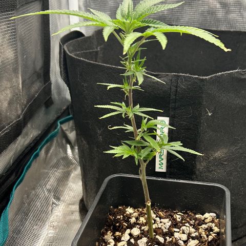 Black Mac!! growlog timeline photo