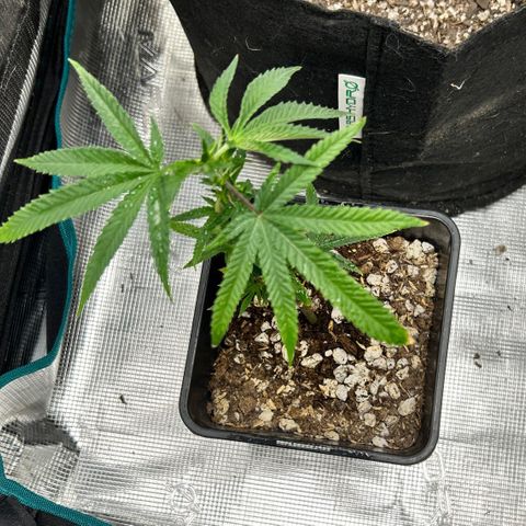 Black Mac!! growlog timeline photo