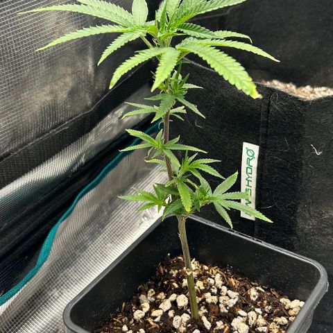 Black Mac!! growlog timeline photo