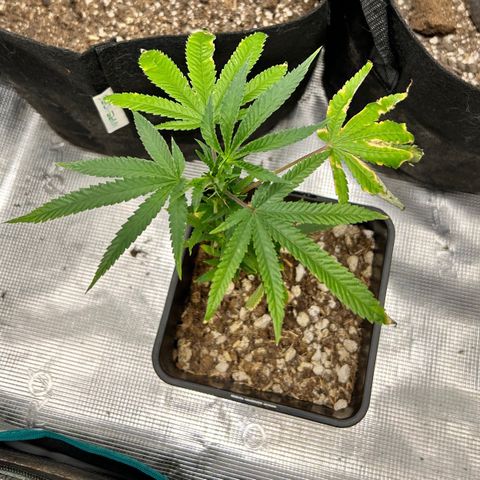 Black Mac!! growlog photo: Started getting Nutrient burn so just had to clip the bad leafs affecting the plant after seeing the burning I stopped nutrients and went back to straight water 