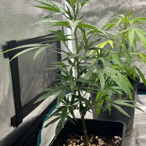 Black Mac!! growlog timeline photo