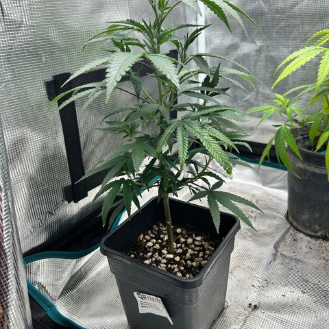 Black Mac!! growlog photo: Water Day 10 oz watering every other day going based off soil moisture when to water
