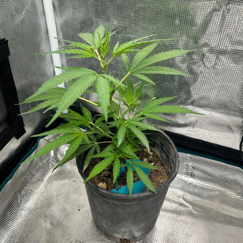 Chemdawg !!! growlog timeline photo