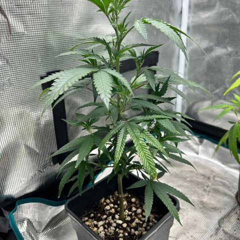 Black Mac!! growlog photo: Water Day 10 oz watering every other day going based off soil moisture when to water
