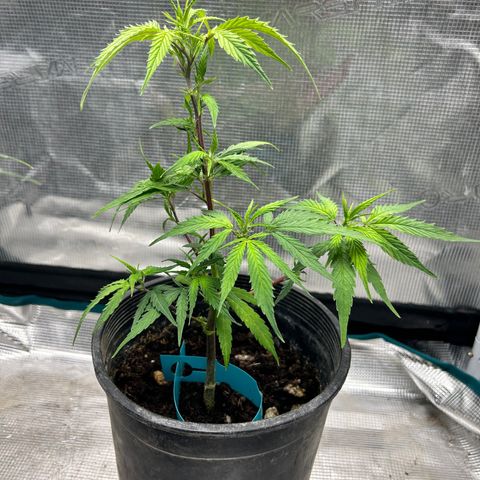 Chemdawg !!! growlog timeline photo