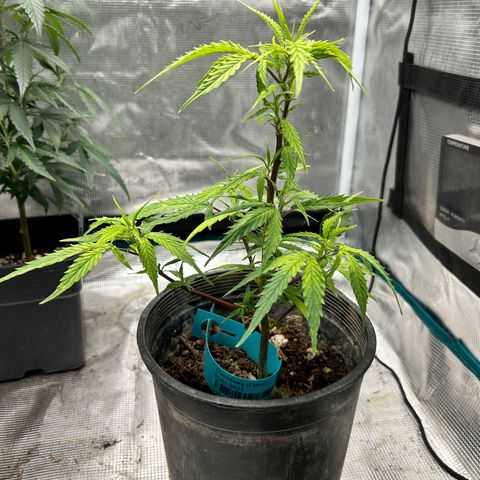 Chemdawg !!! growlog timeline photo